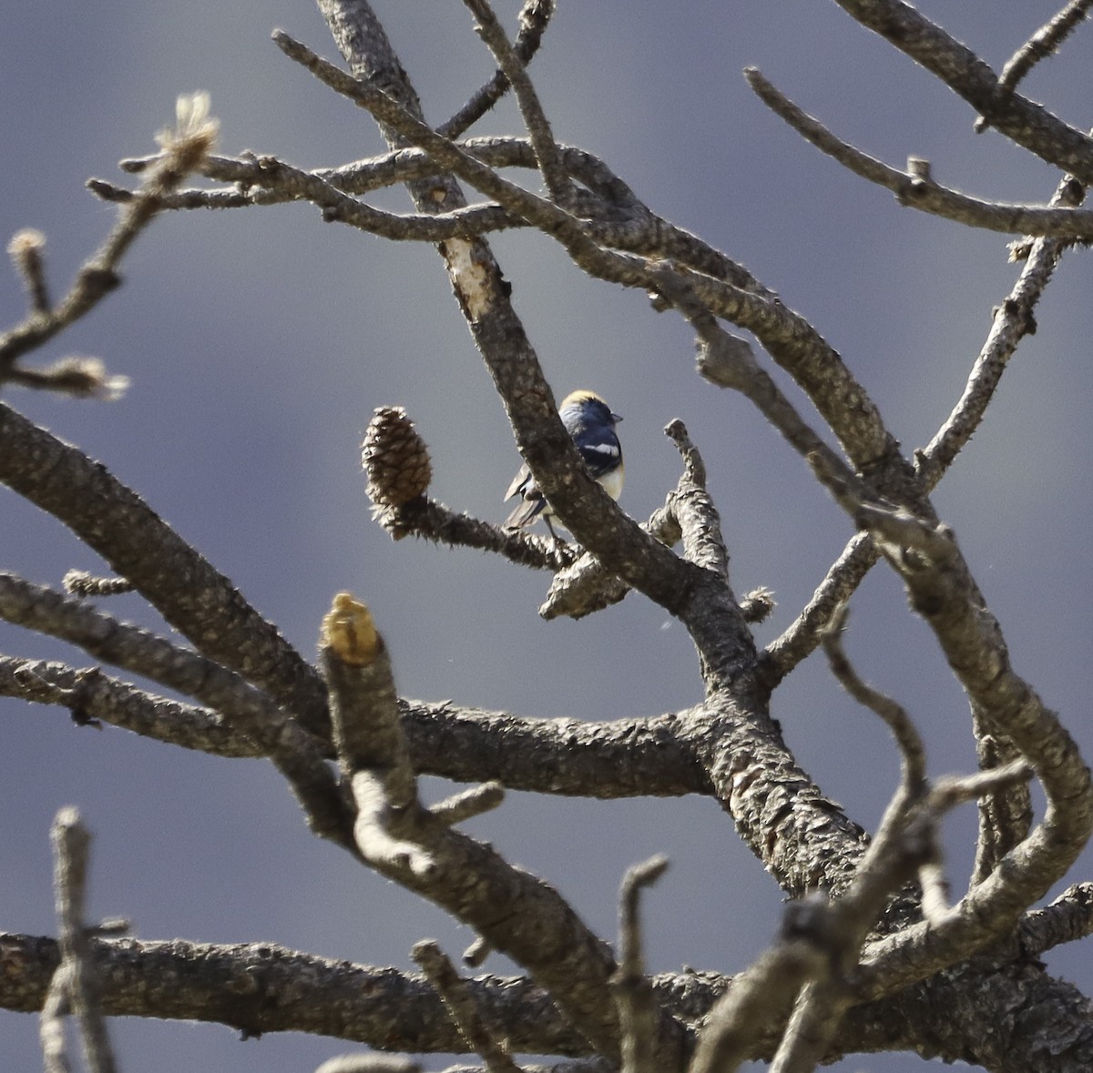 Lazuli Bunting - ML620879525