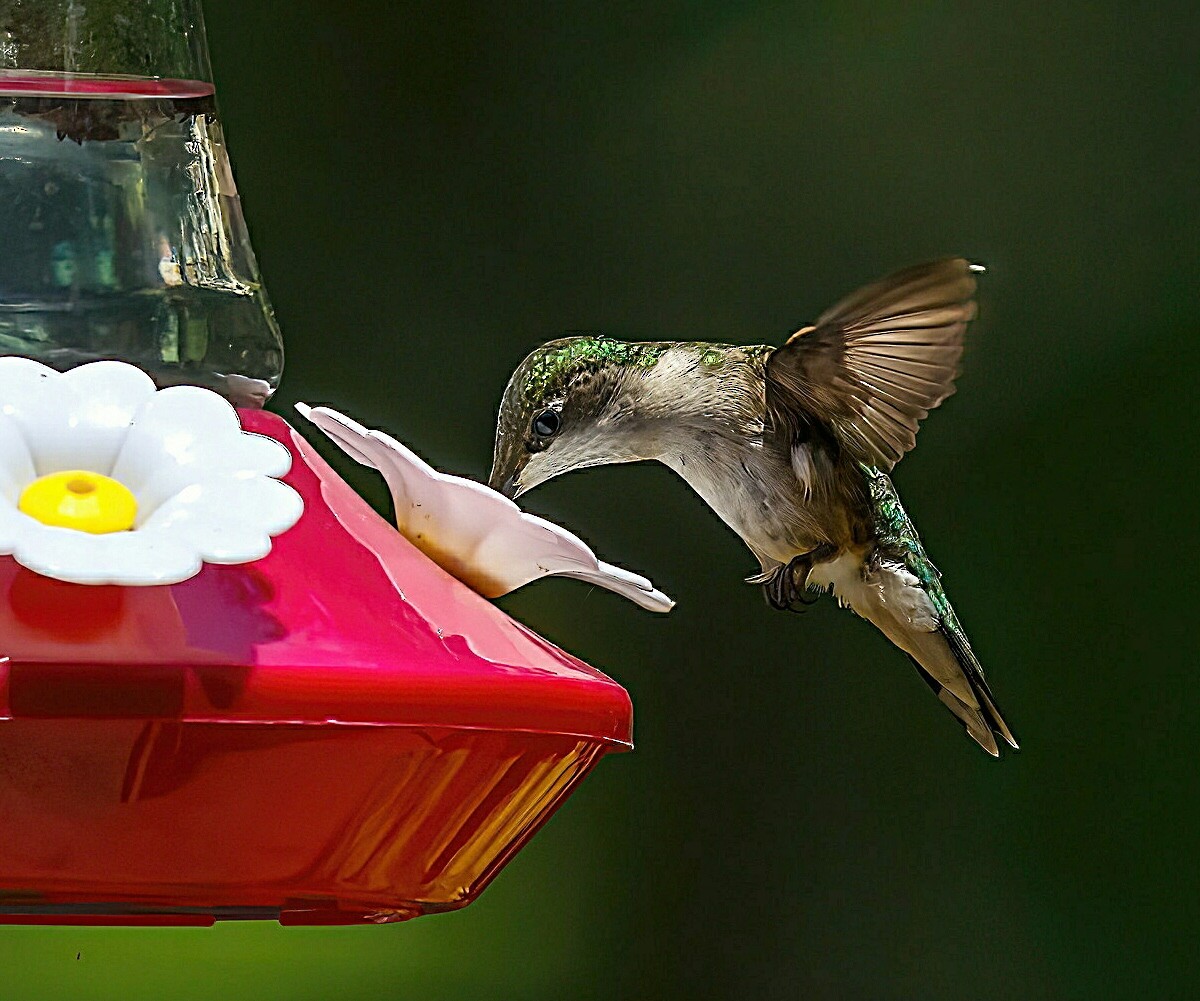 Colibri à gorge rubis - ML620879527