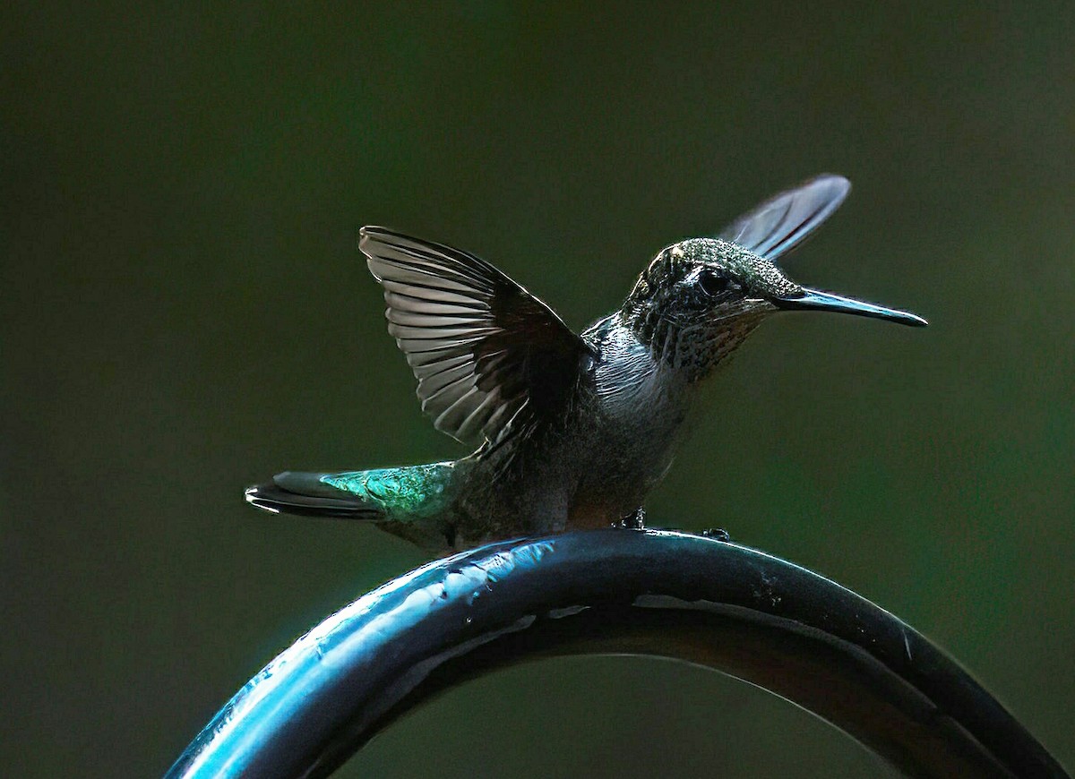 Ruby-throated Hummingbird - ML620879528