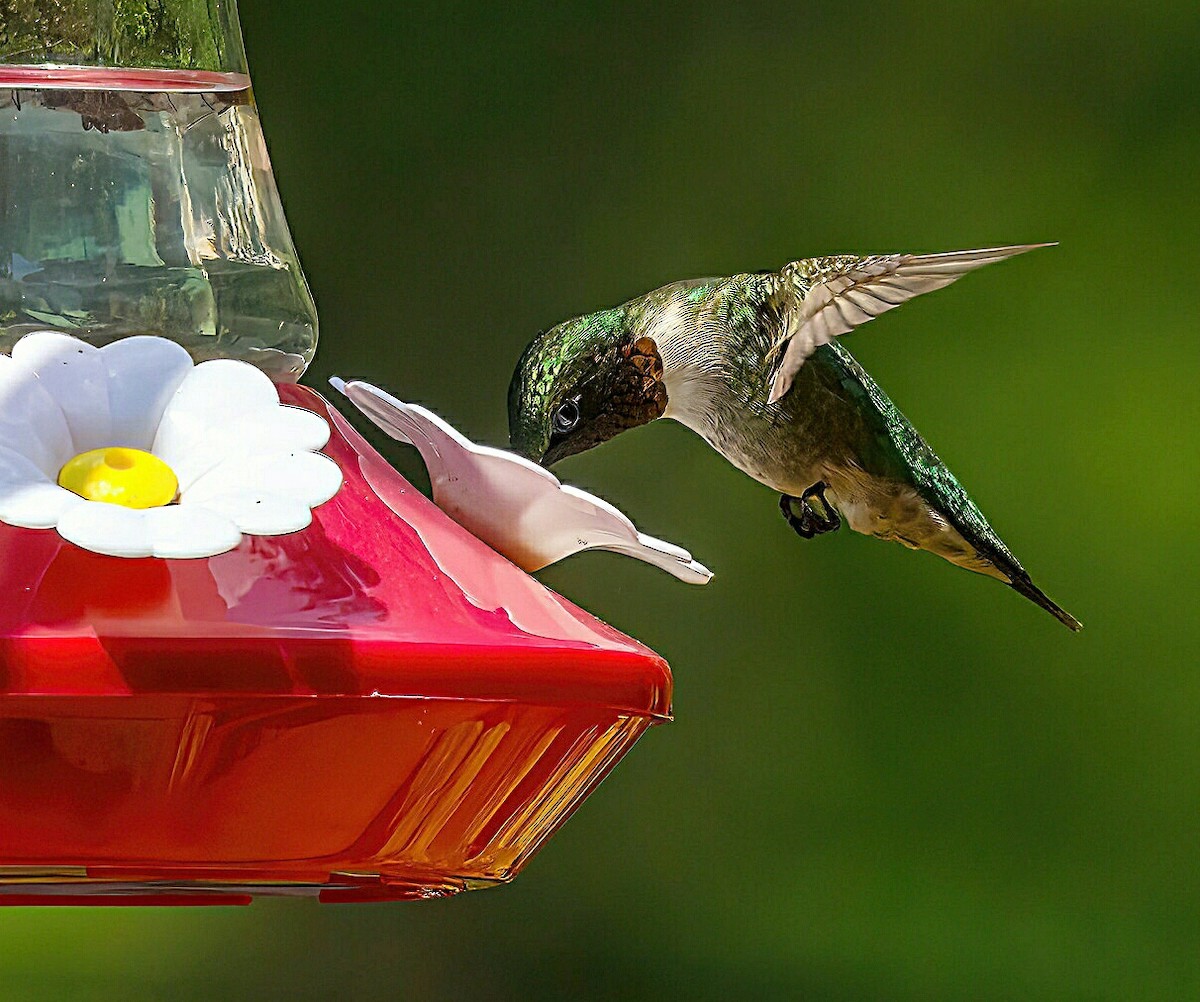 Ruby-throated Hummingbird - Rebecca Higgins