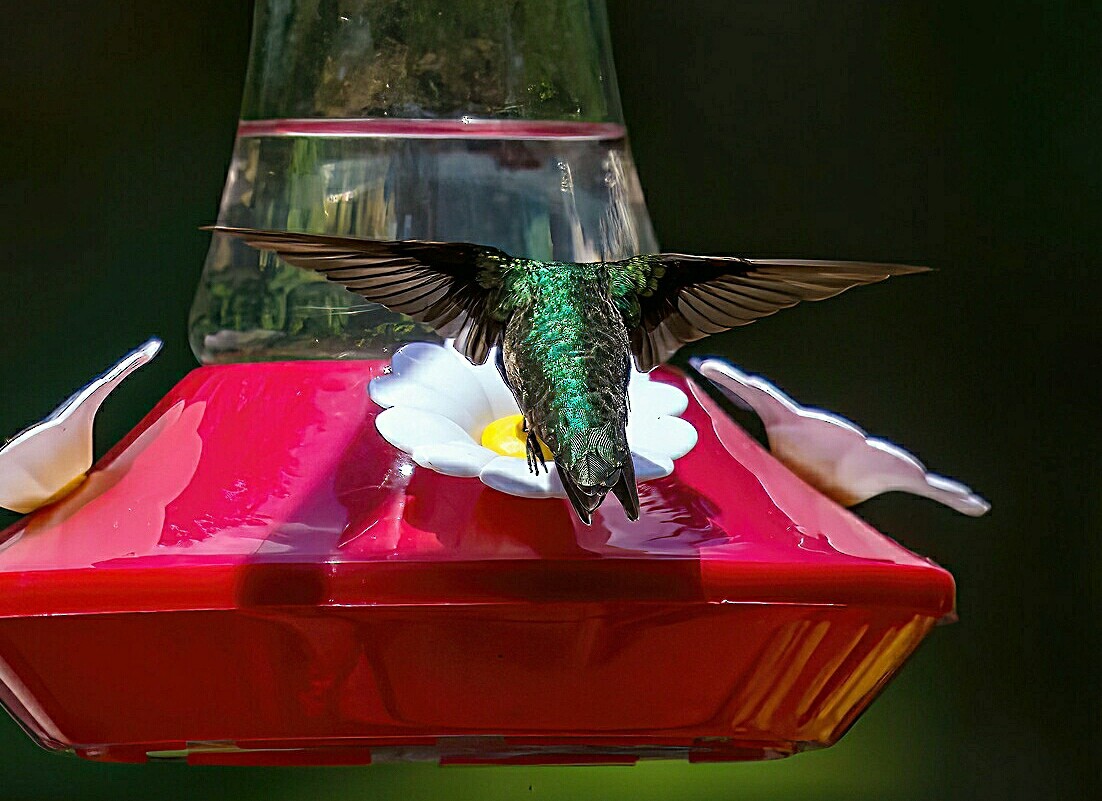 Ruby-throated Hummingbird - ML620879531