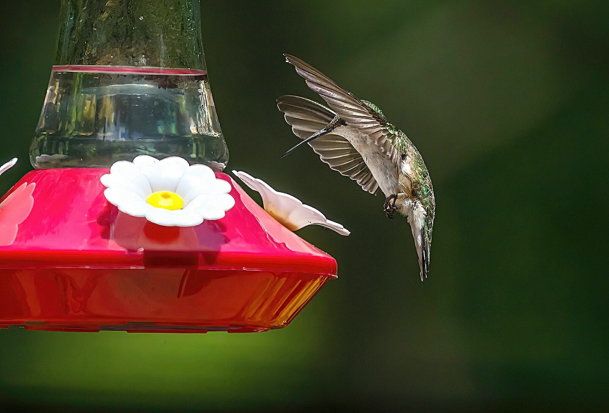 Colibrí Gorjirrubí - ML620879532