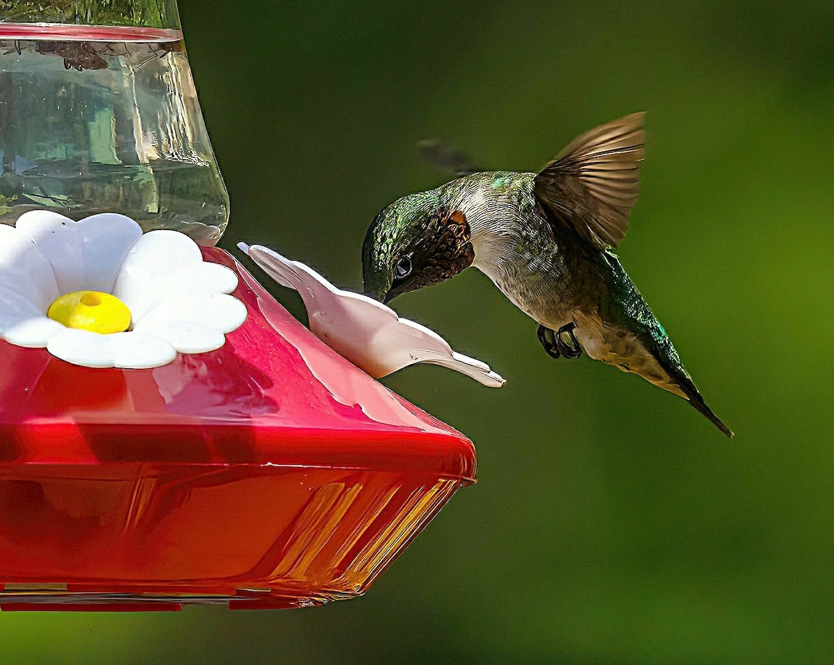 Ruby-throated Hummingbird - ML620879534