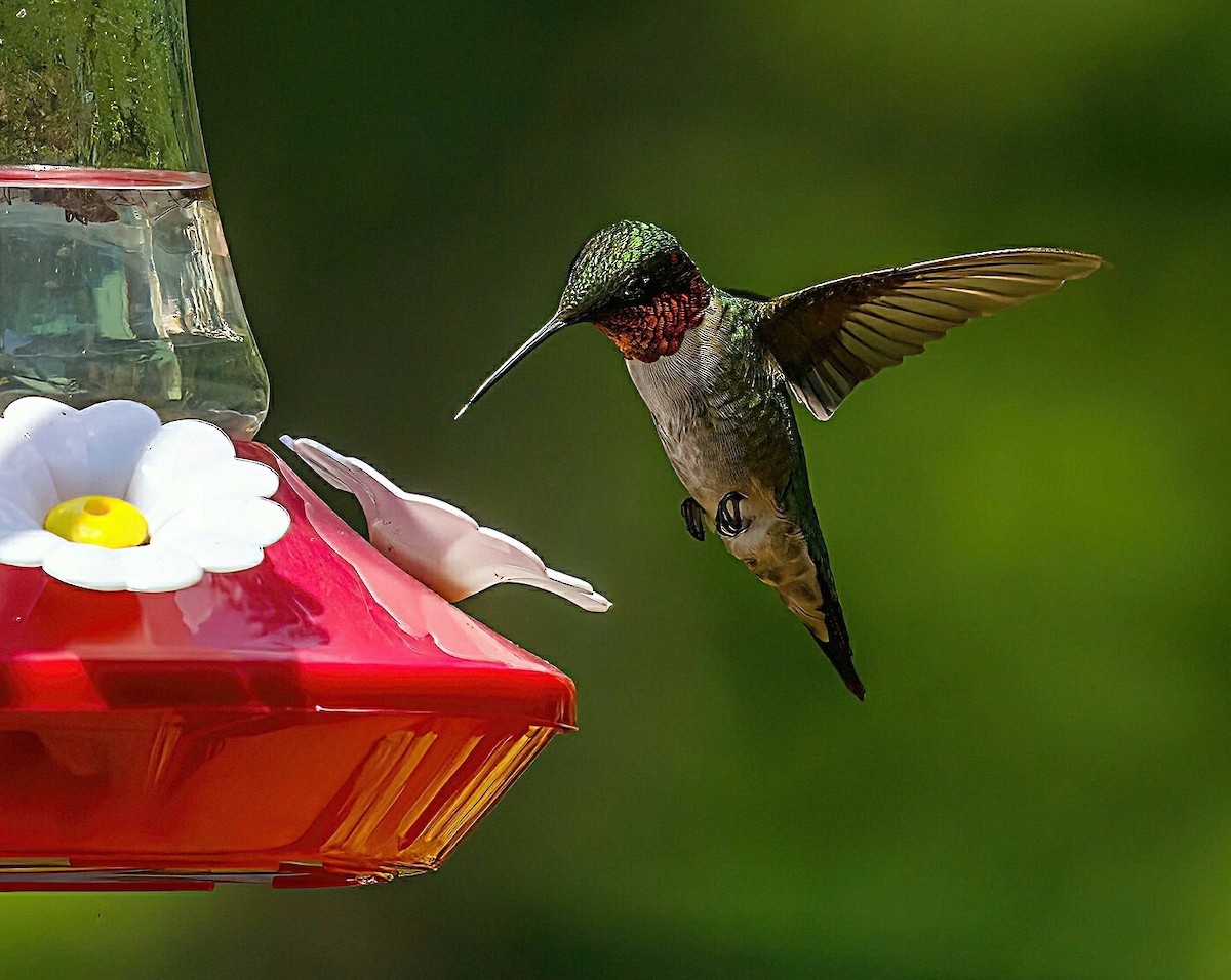 Ruby-throated Hummingbird - ML620879535