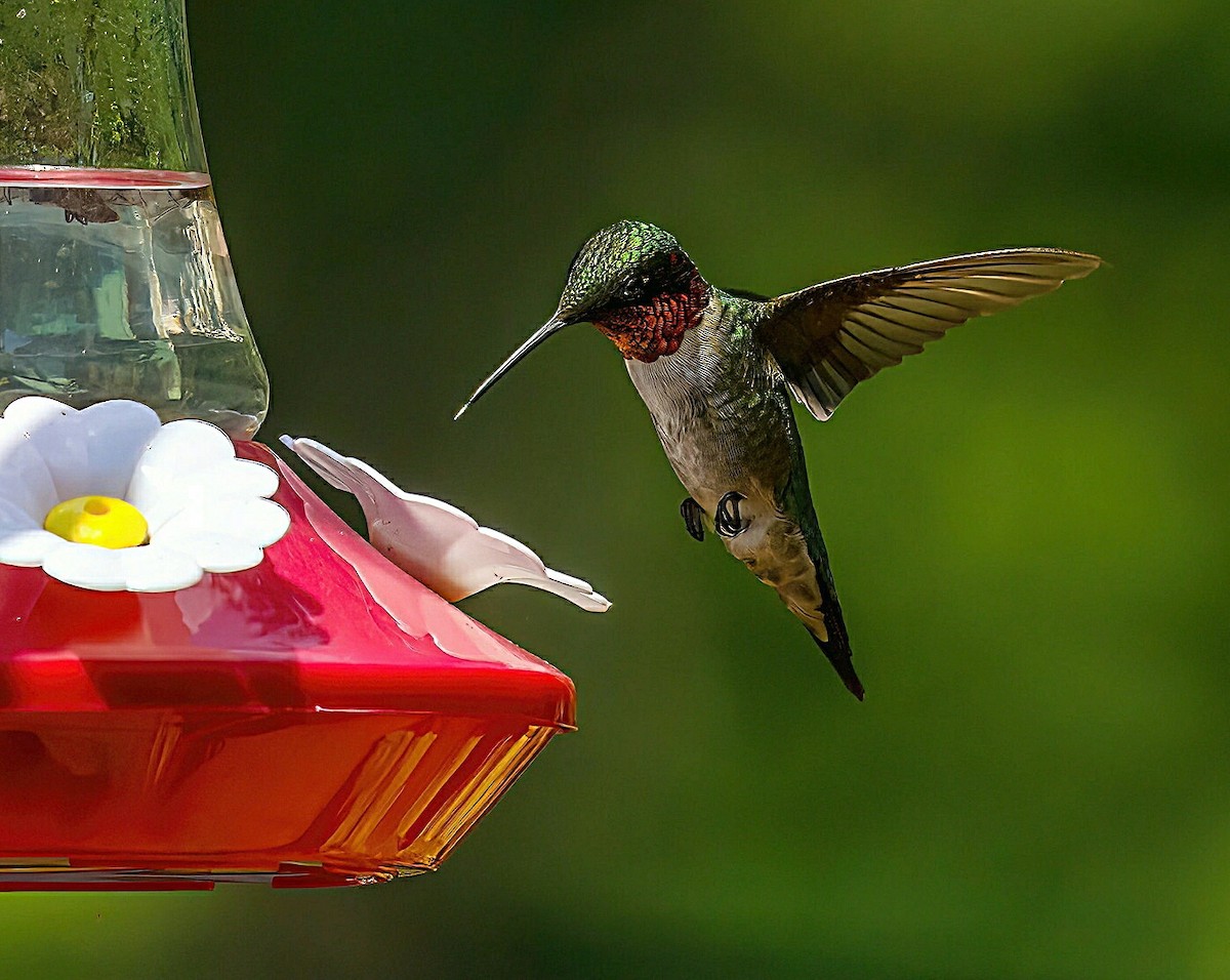 Colibri à gorge rubis - ML620879535