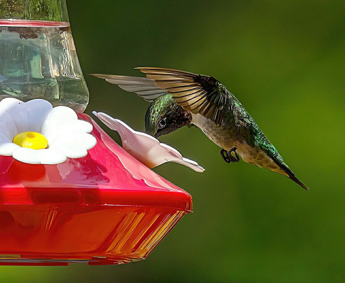 Ruby-throated Hummingbird - ML620879536