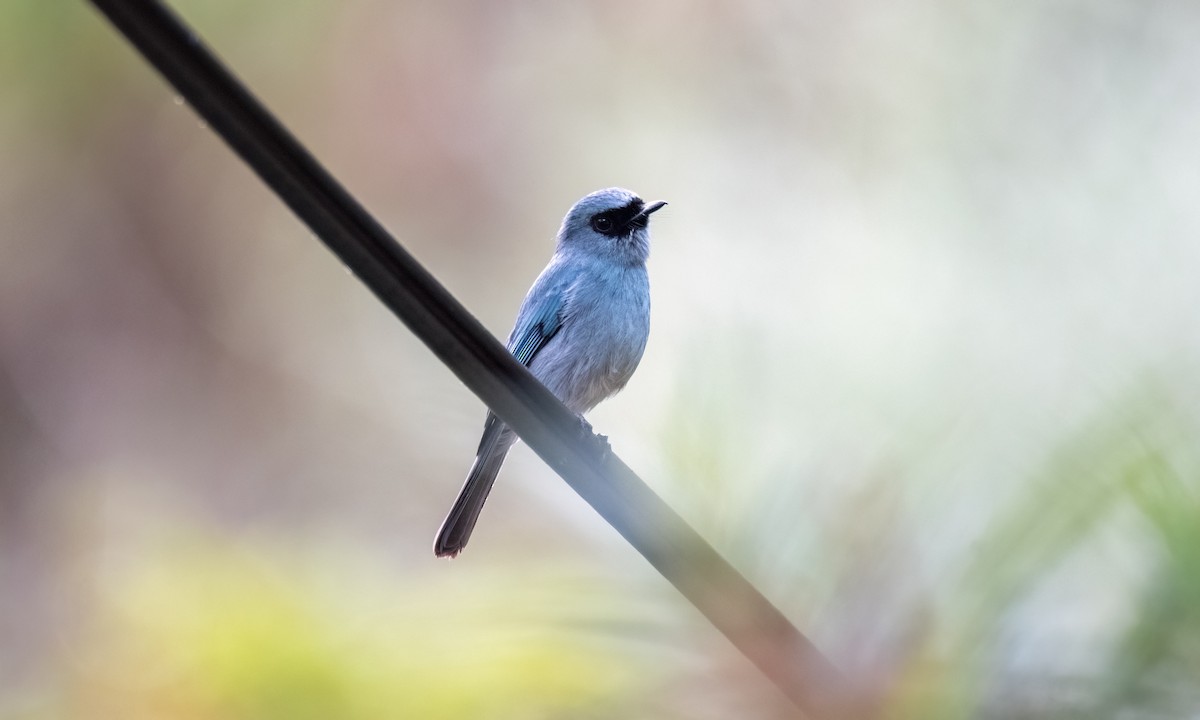 Turquoise Flycatcher - Koren Mitchell