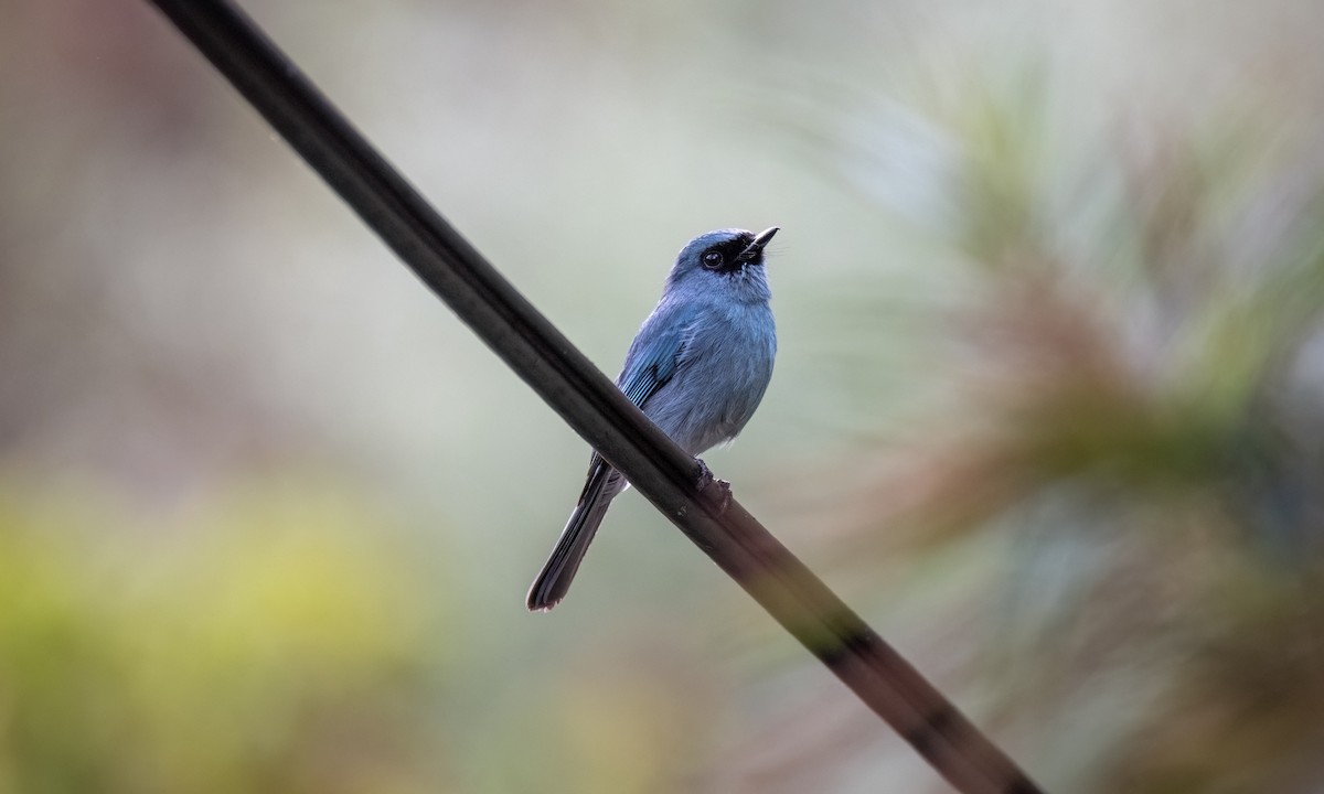 Turquoise Flycatcher - ML620879539