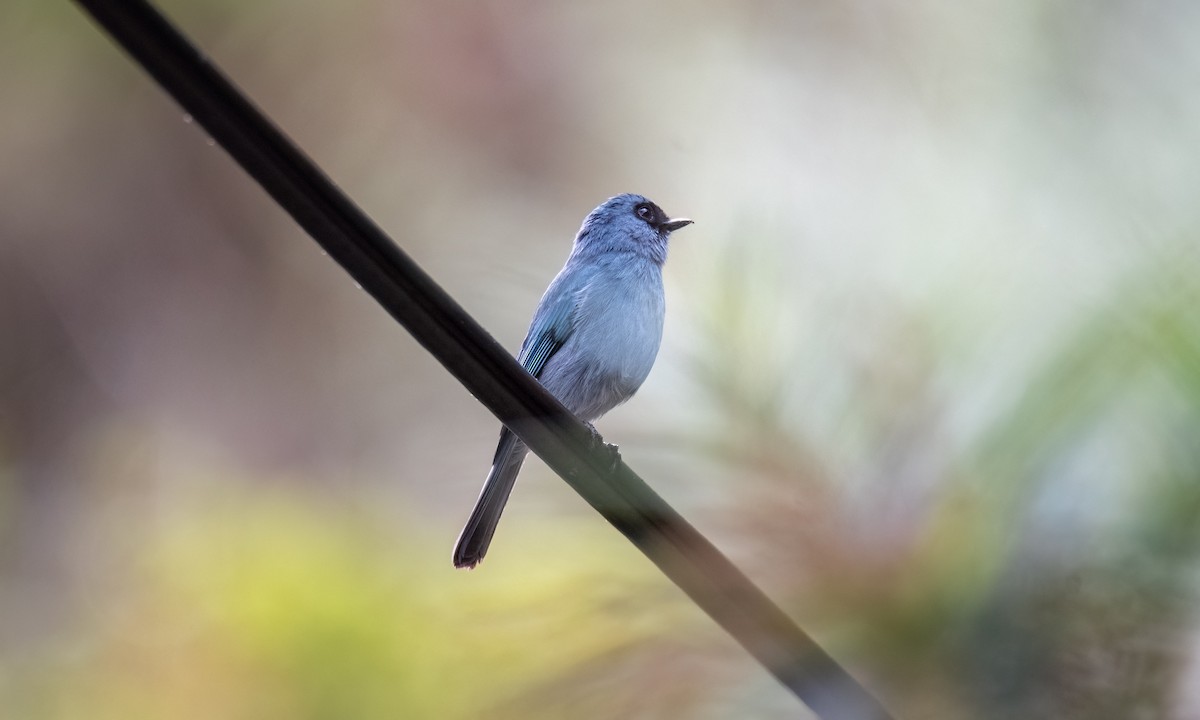 Turquoise Flycatcher - ML620879540