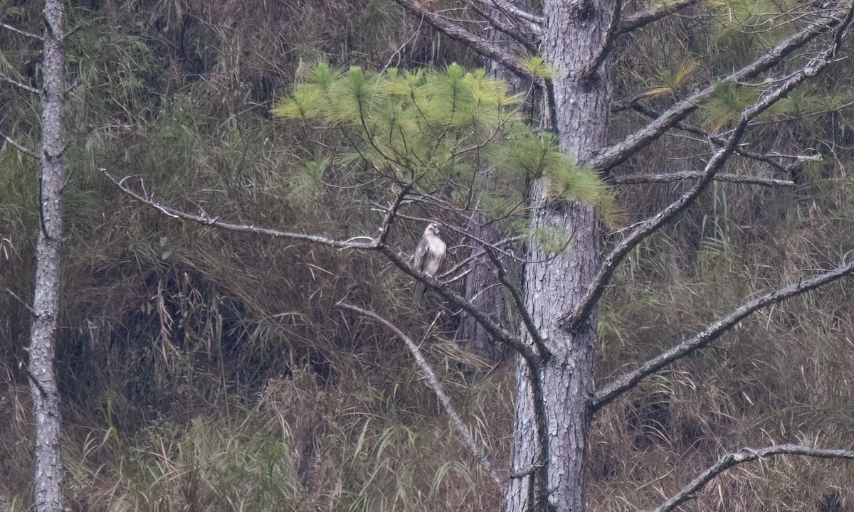 Eastern Buzzard - ML620879545