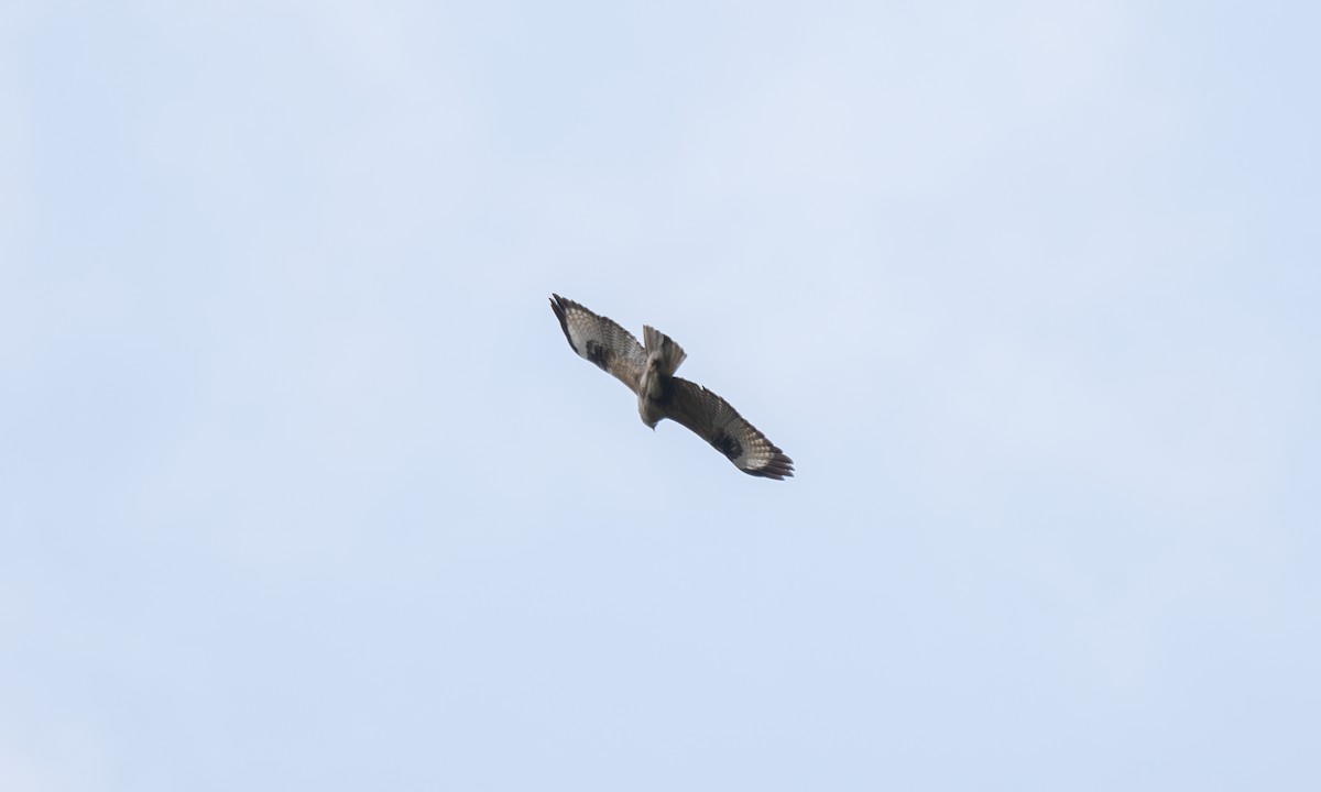 Eastern Buzzard - ML620879546