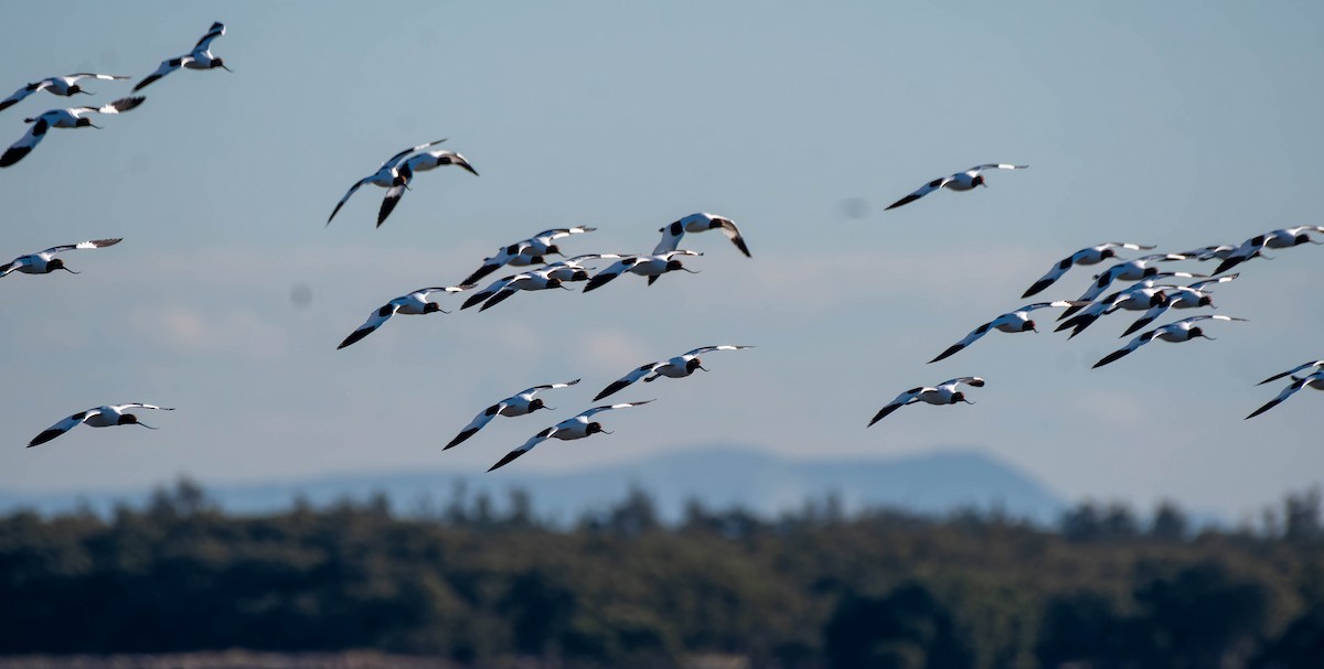 Red-necked Avocet - ML620879551