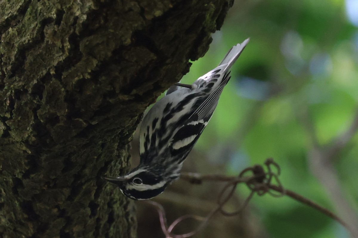 Black-and-white Warbler - ML620879553