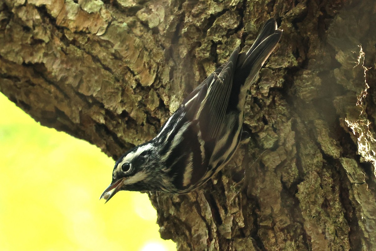 Black-and-white Warbler - ML620879556