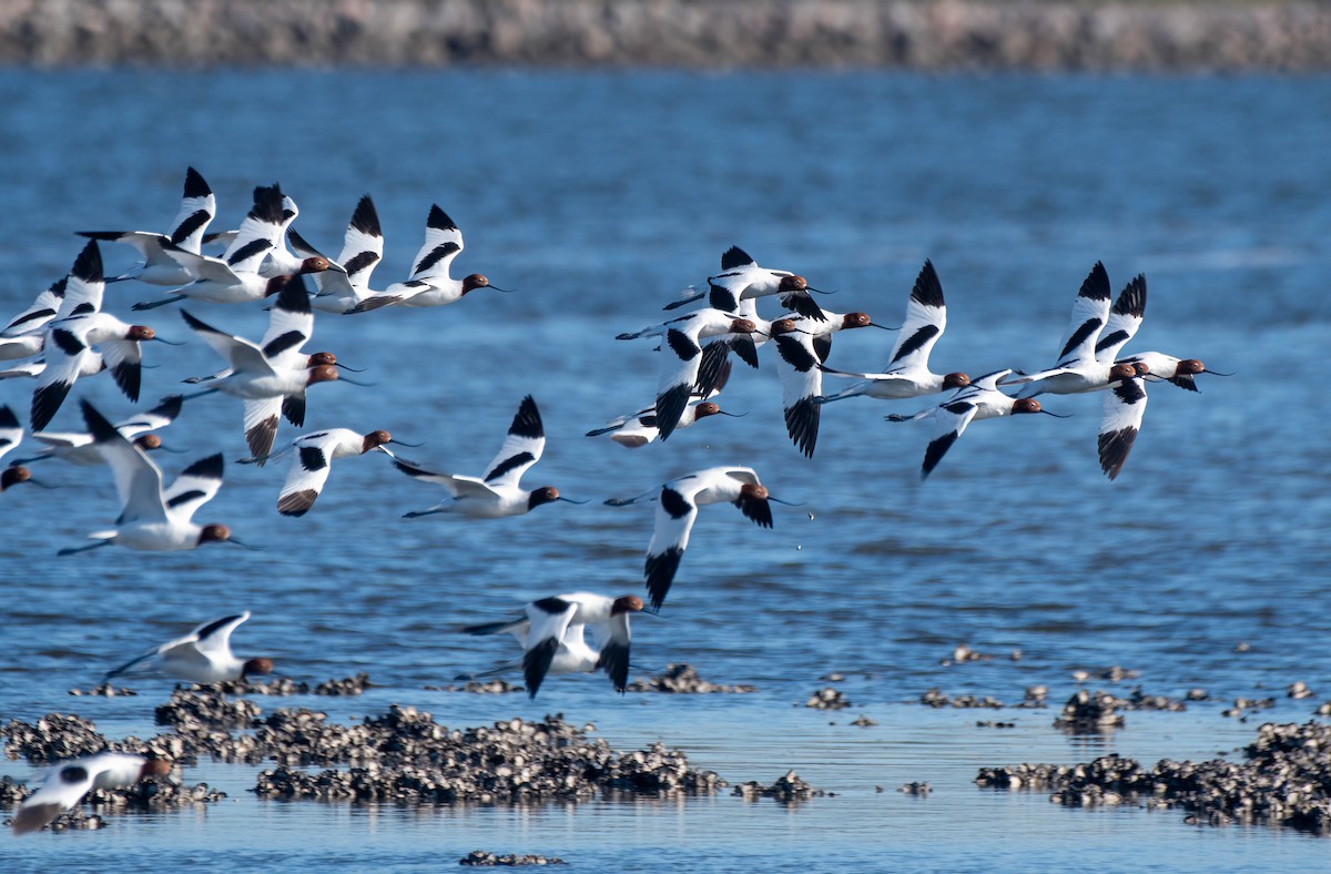 Red-necked Avocet - ML620879557