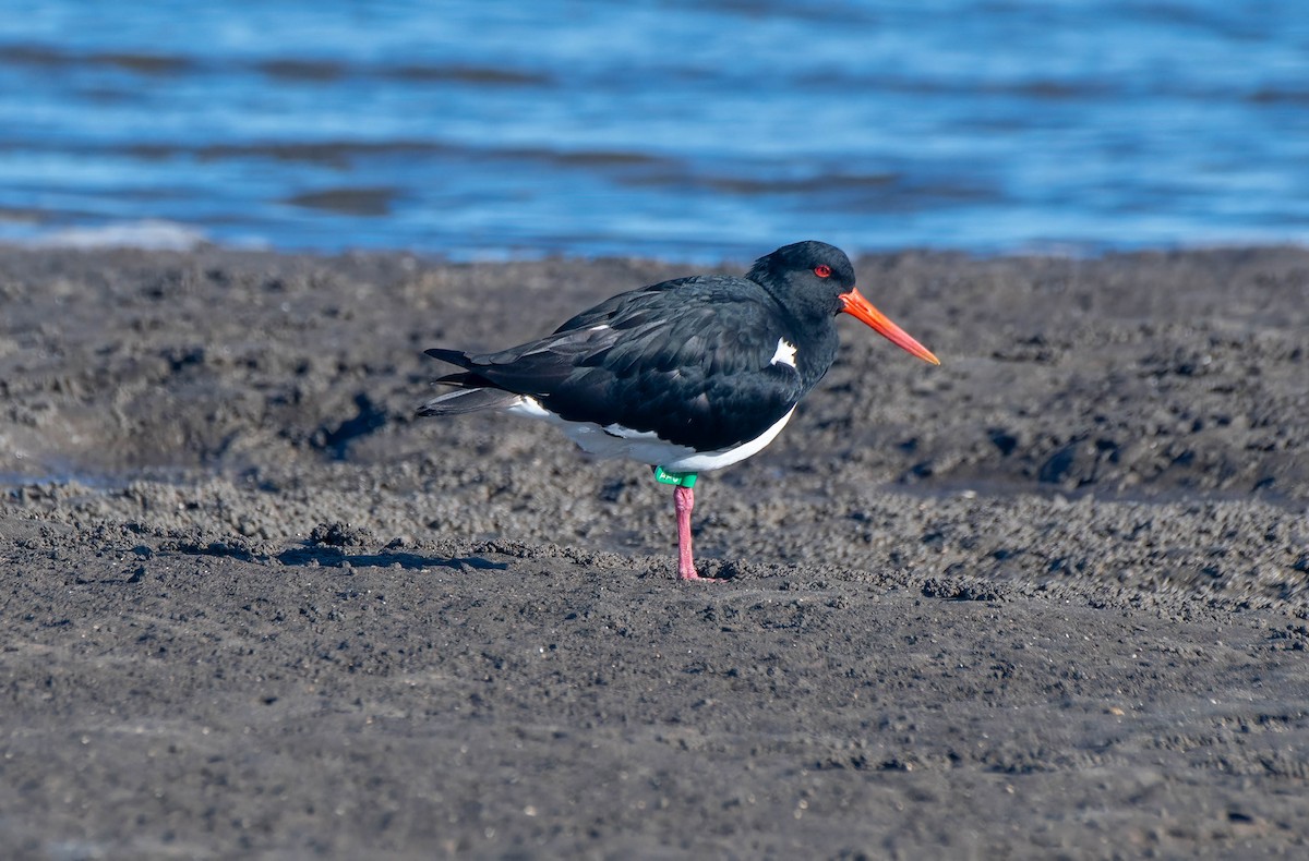 Pied Oystercatcher - ML620879560