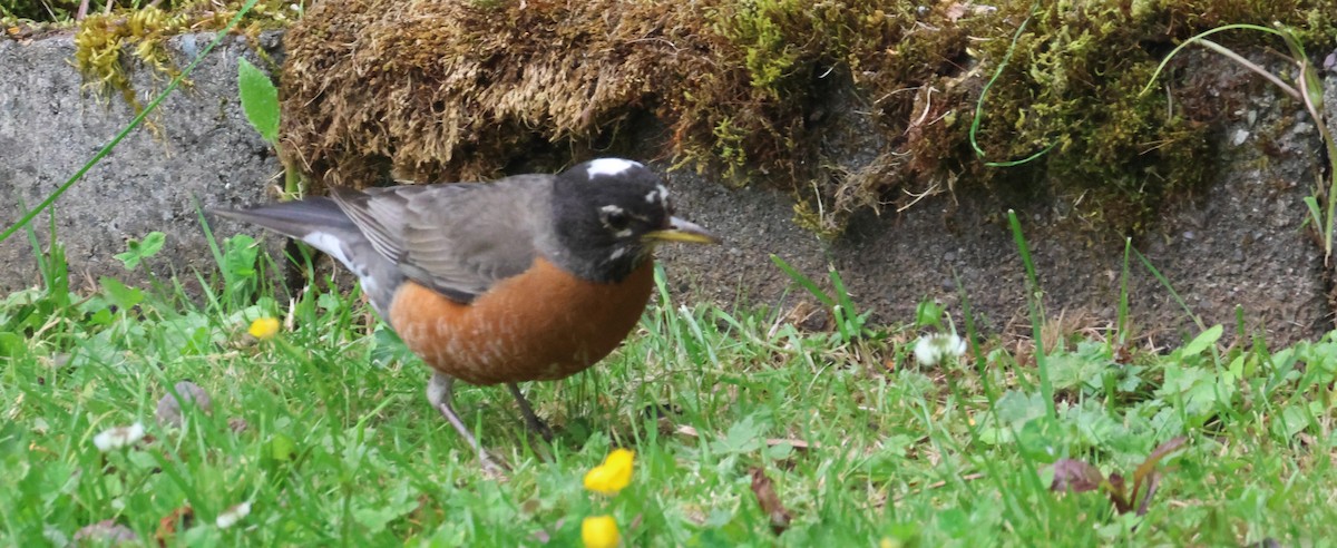 American Robin - ML620879561