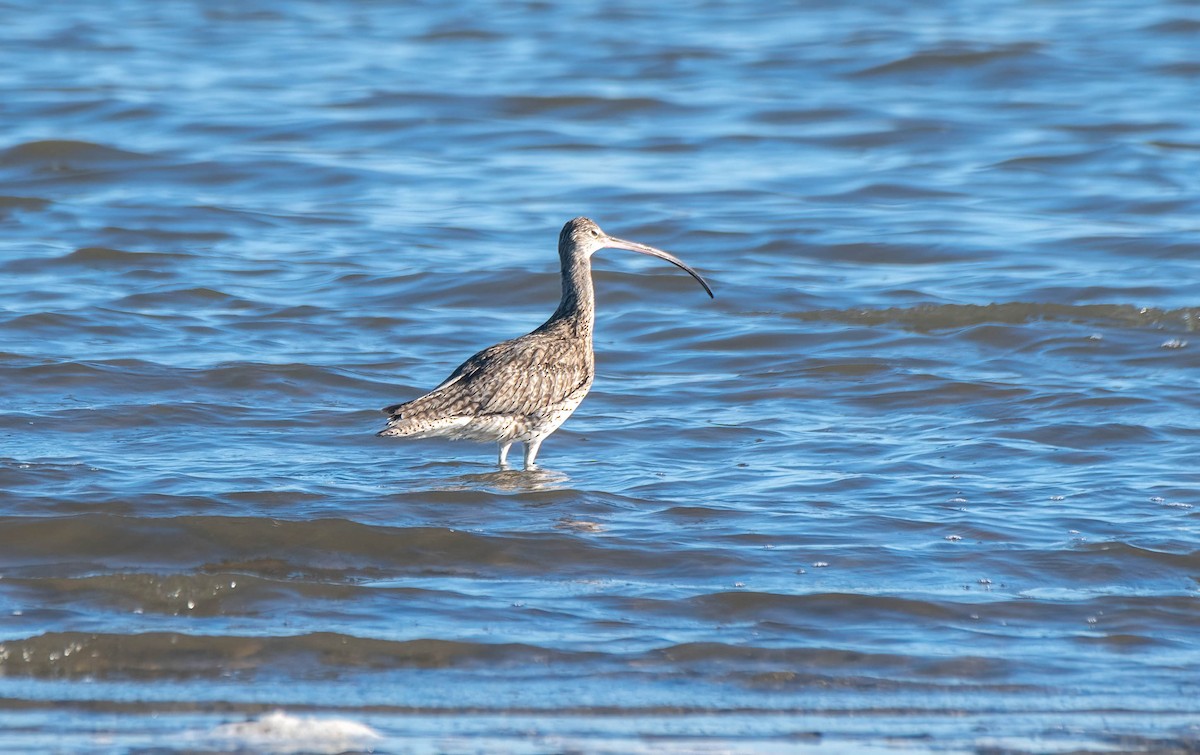 Far Eastern Curlew - ML620879563