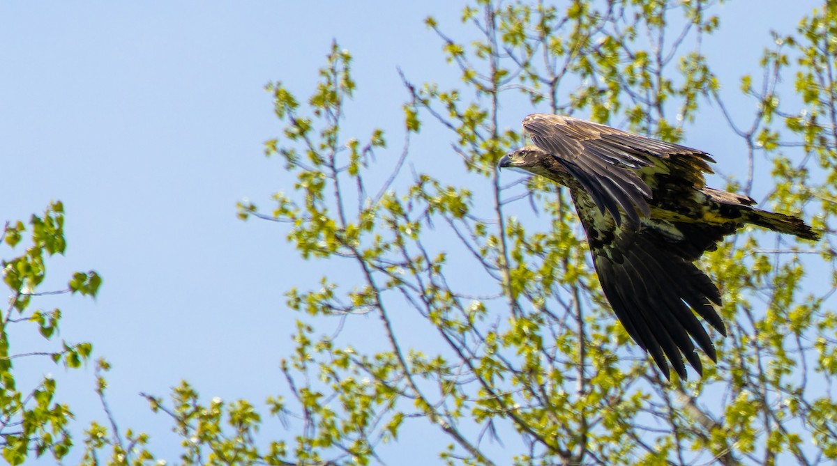 Bald Eagle - ML620879566