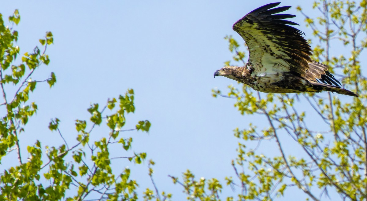 Weißkopf-Seeadler - ML620879567