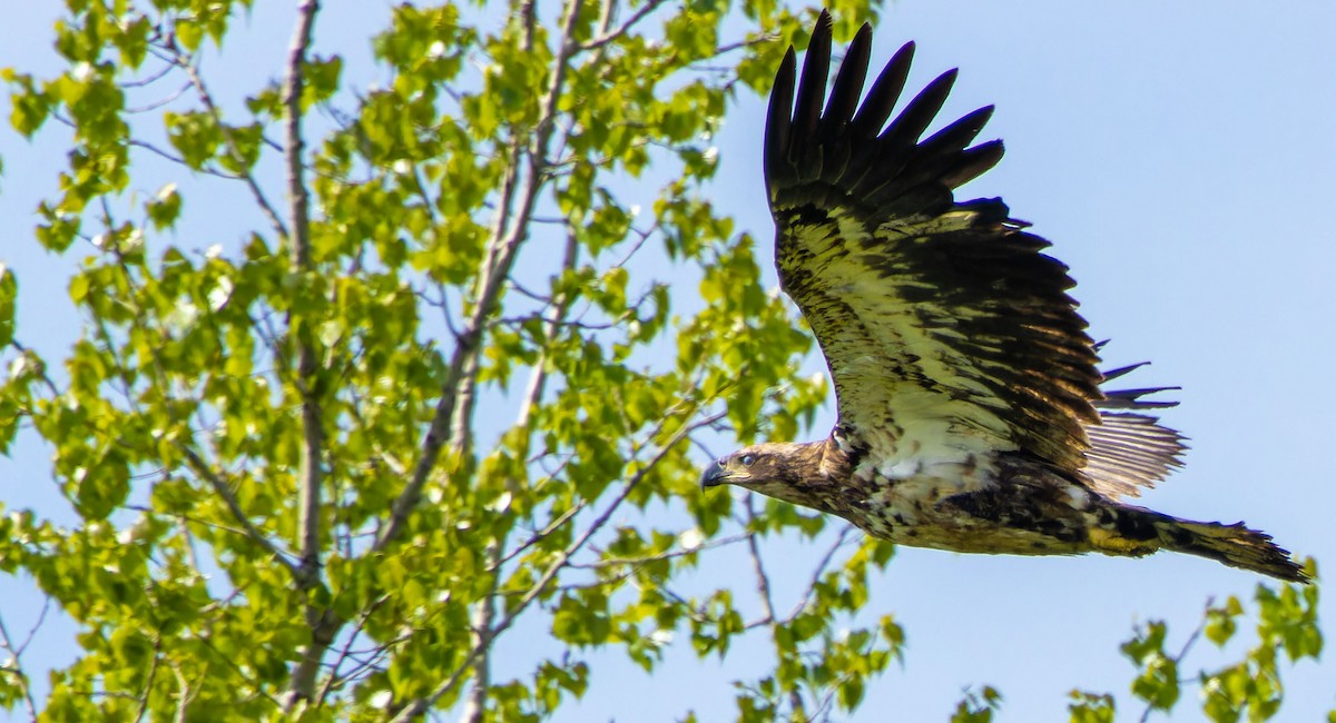 Weißkopf-Seeadler - ML620879568