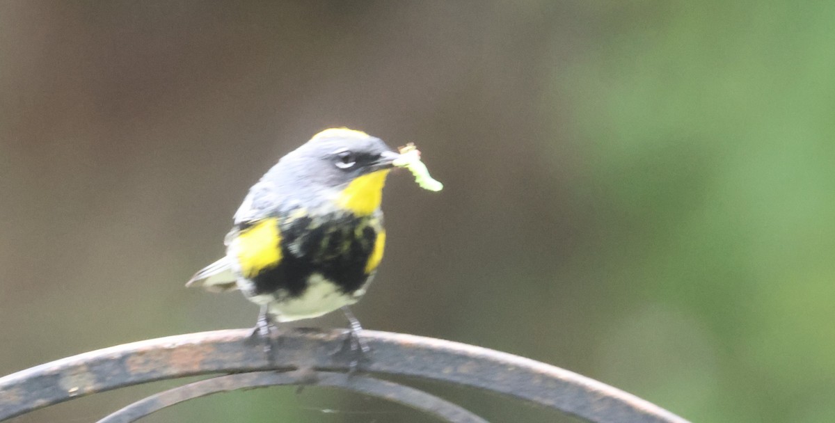 Yellow-rumped Warbler (Audubon's) - ML620879570