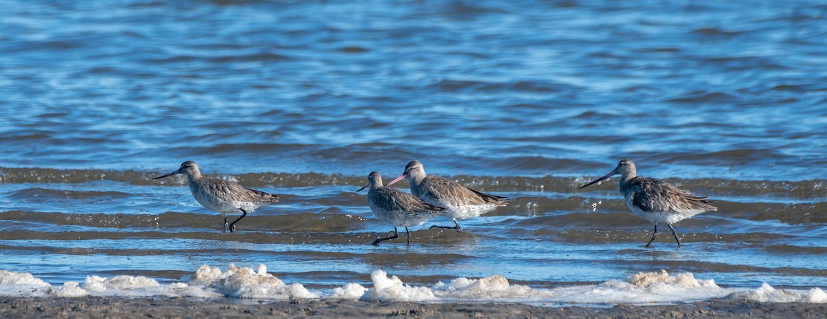 Bar-tailed Godwit - ML620879571