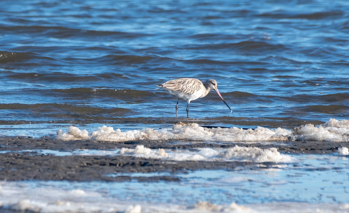 Bar-tailed Godwit - ML620879574