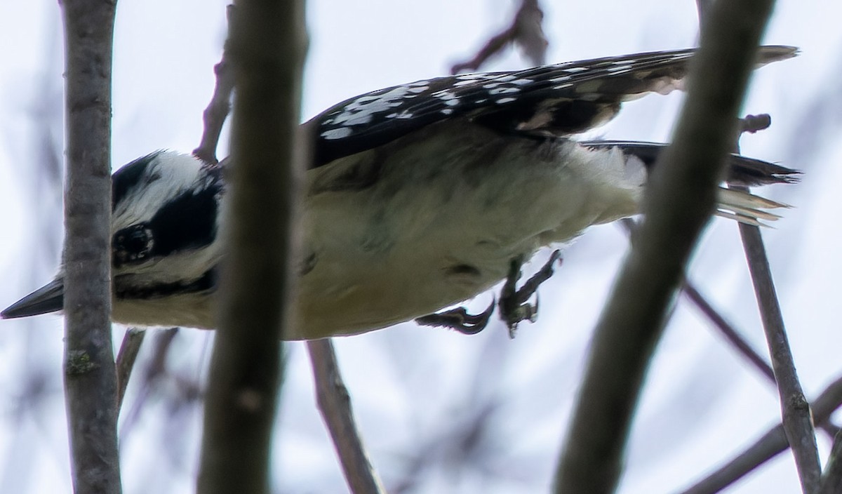 Hairy Woodpecker - ML620879577