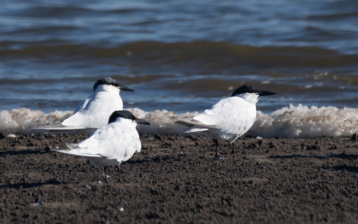 Australian Tern - ML620879579