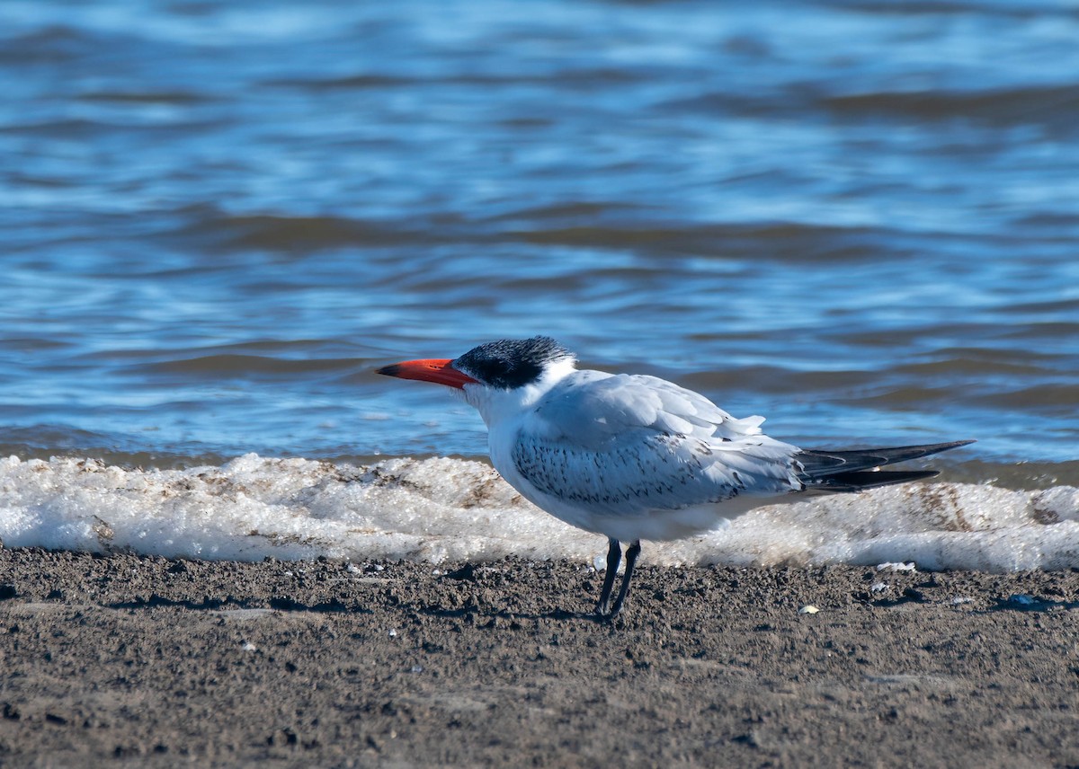 Caspian Tern - ML620879581