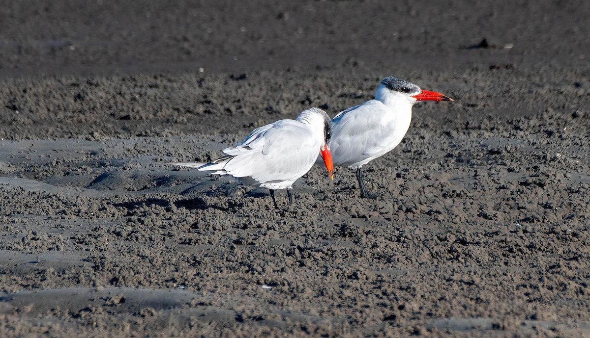 Caspian Tern - ML620879582