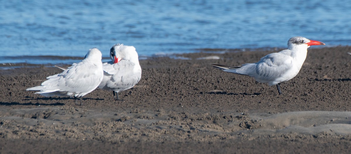 Caspian Tern - ML620879583