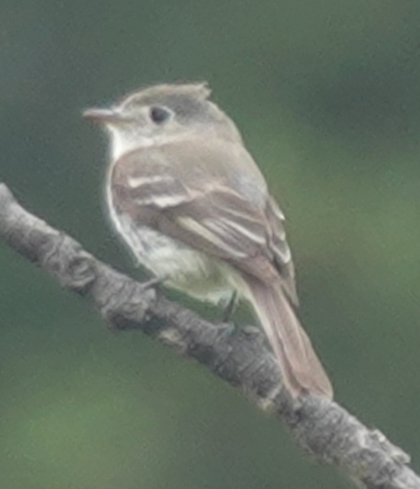 Dusky Flycatcher - ML620879585