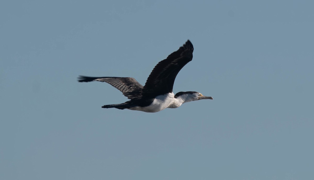 Pied Cormorant - ML620879587