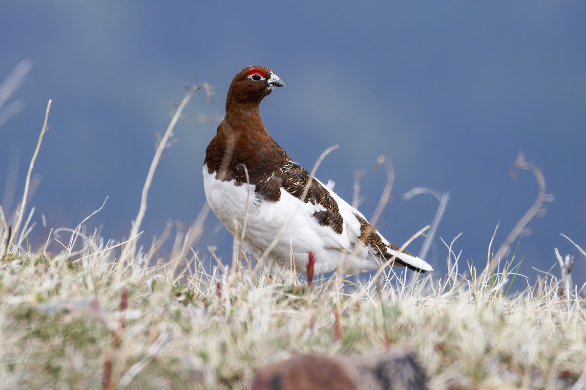 Moorschneehuhn - ML620879590