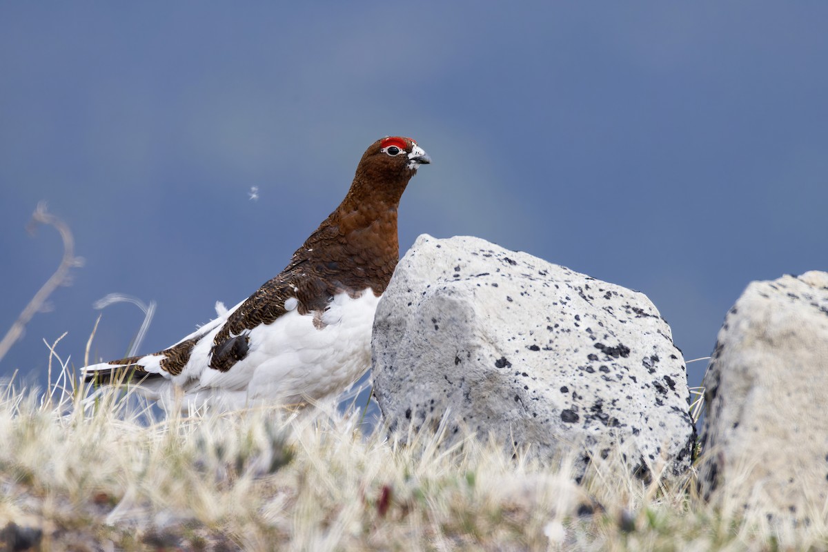 Willow Ptarmigan - Blair Dudeck