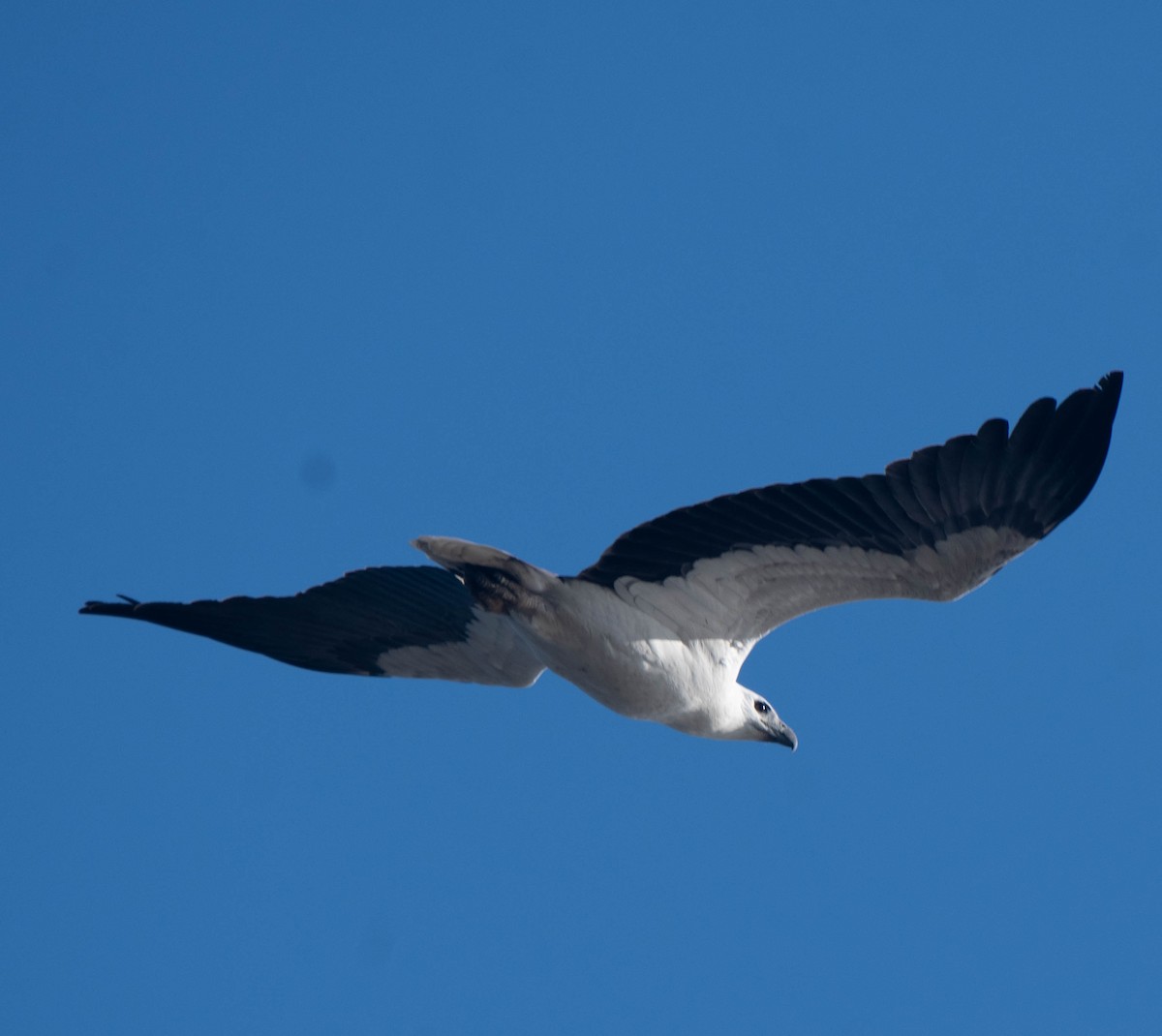 White-bellied Sea-Eagle - ML620879596