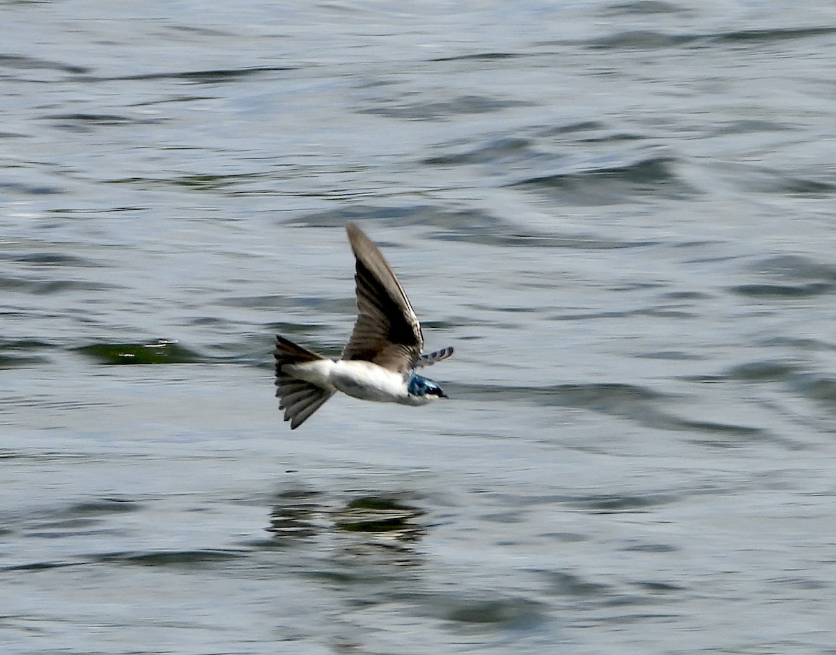 Golondrina Bicolor - ML620879598