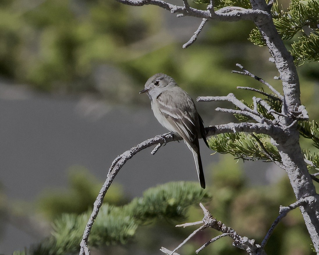 Dusky Flycatcher - ML620879605