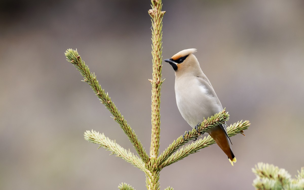 Bohemian Waxwing - ML620879608