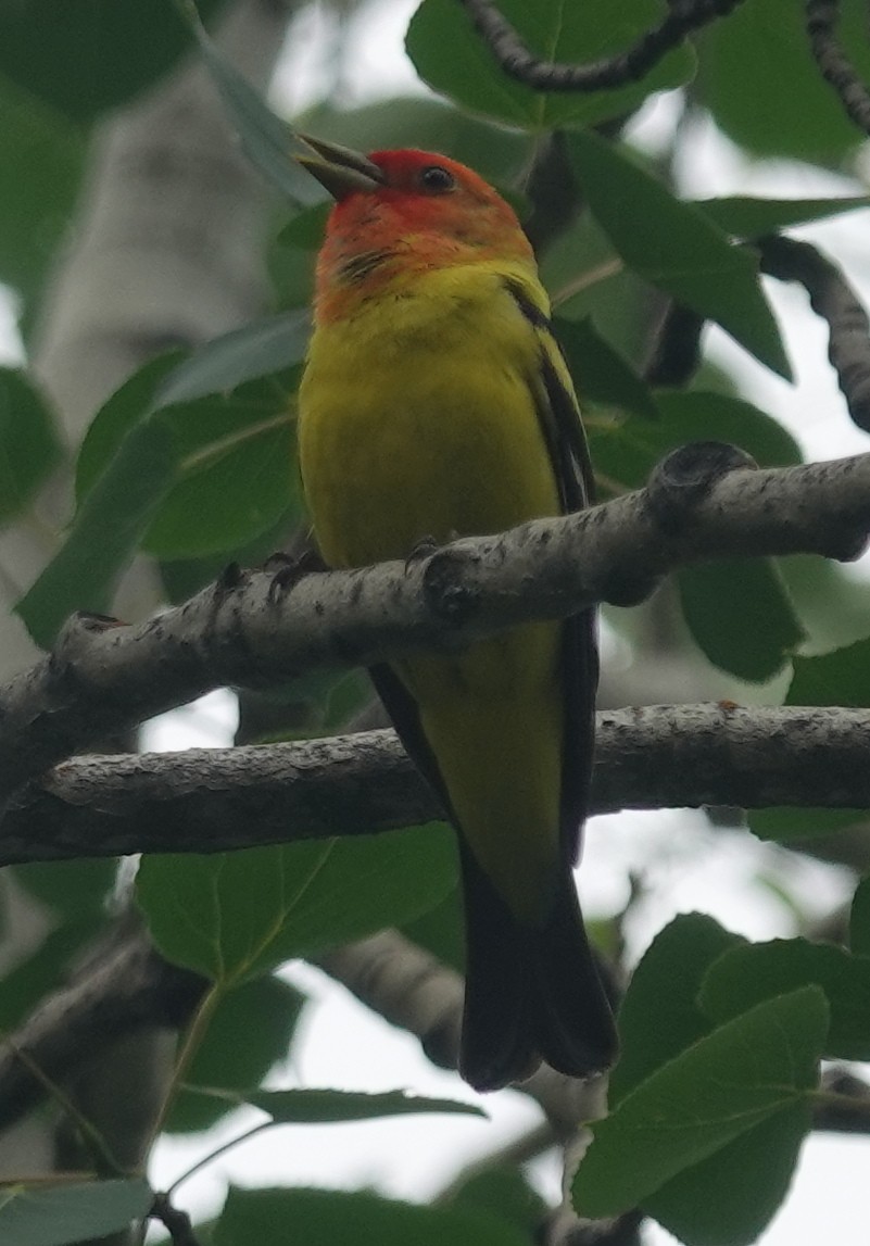 Western Tanager - ML620879612