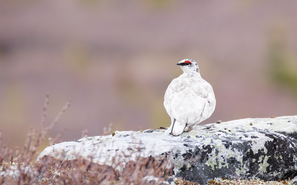 Alpenschneehuhn - ML620879615