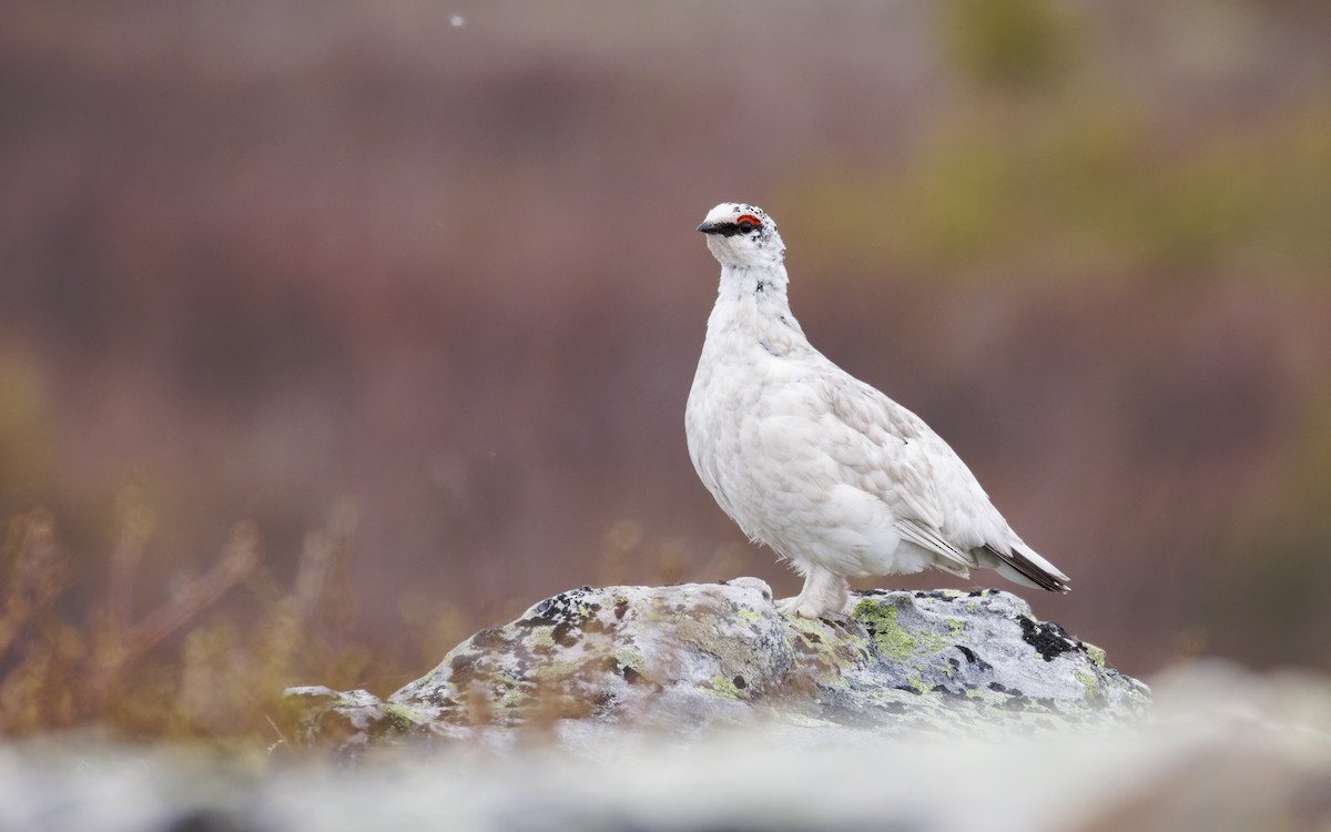 Rock Ptarmigan - ML620879617