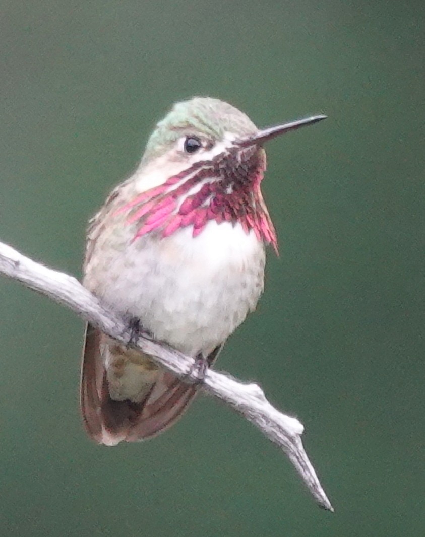 Calliope Hummingbird - Lilian Saul