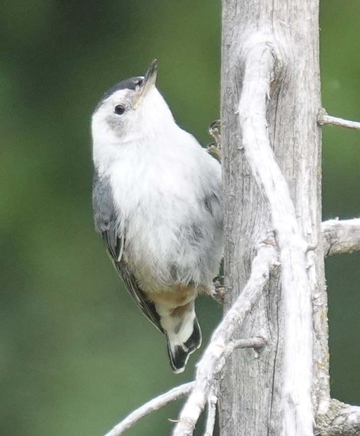 White-breasted Nuthatch - ML620879637