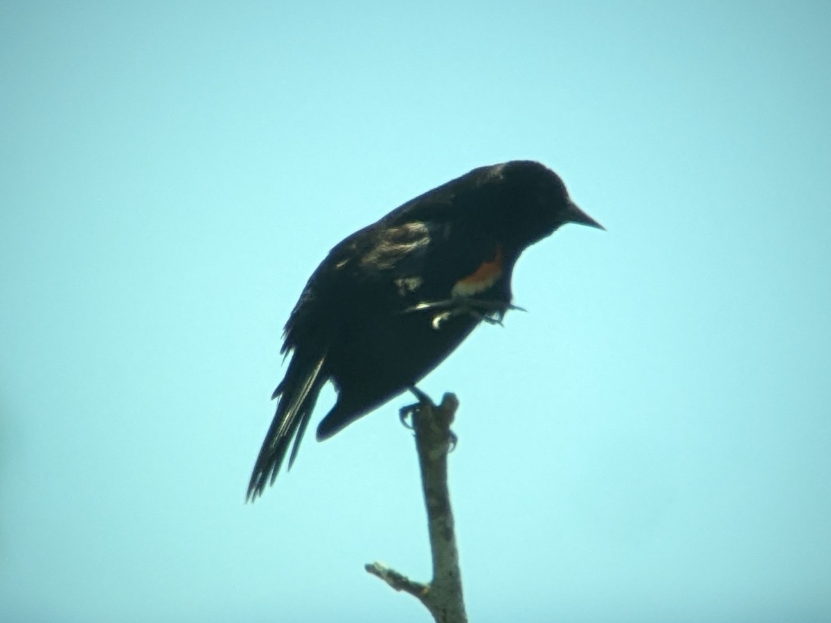 Red-winged Blackbird - ML620879641