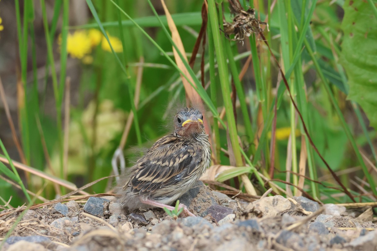 Chipping Sparrow - ML620879645