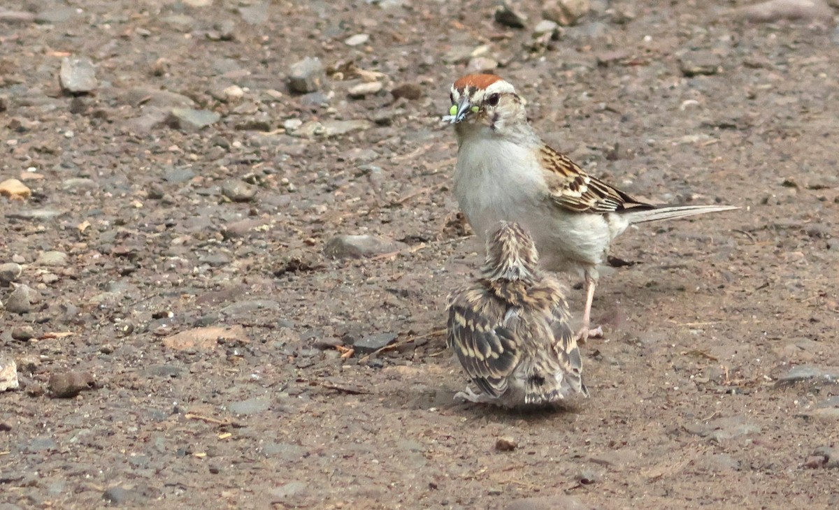 Chipping Sparrow - ML620879654