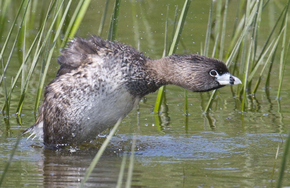 Pied-billed Grebe - ML620879660